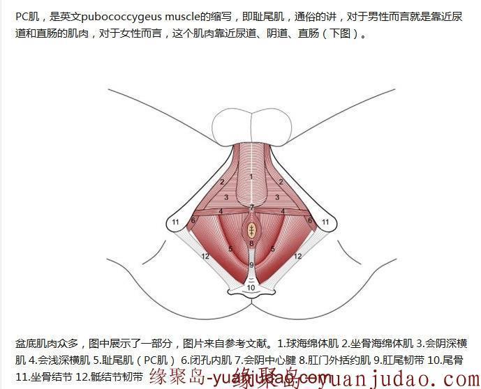 短时间最有效的“PC肌”训练方法，附五年训练忠告