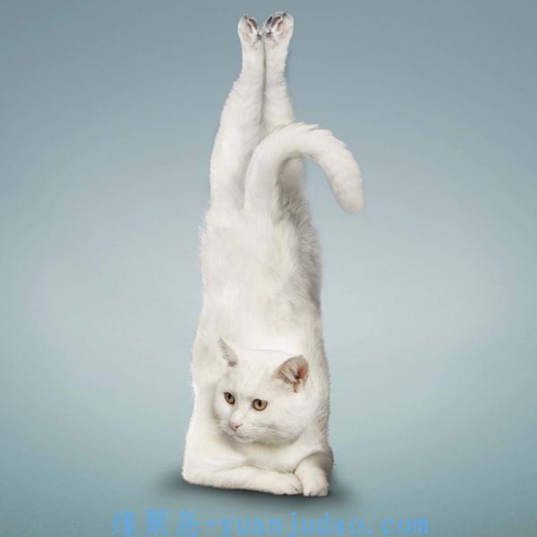 超搞笑的“瑜伽猫”